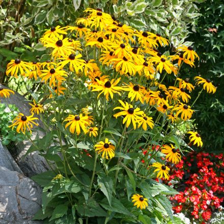 Rudbeckia fulgida Goldblitz - pompás kúpvirág