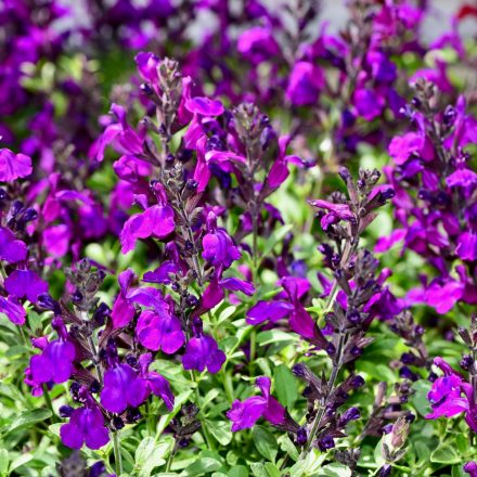 Salvia greggii Burgundy - őszi zsálya