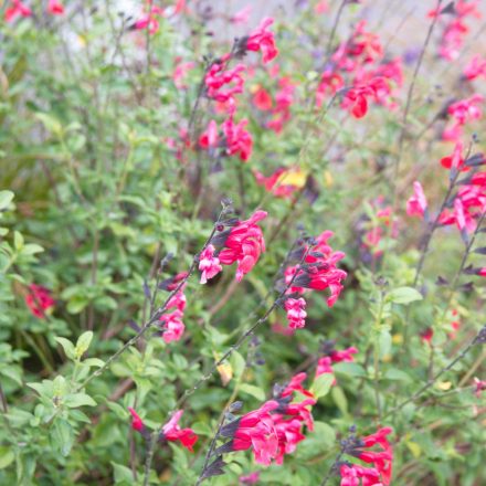 Salvia greggii Hot Pink - őszi zsálya