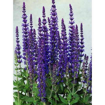 Salvia nemorosa Blue - ligeti zsálya