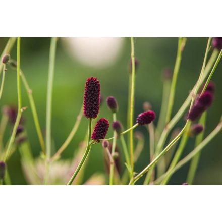 Sanguisorba officinalis Tanna - őszi vérfű