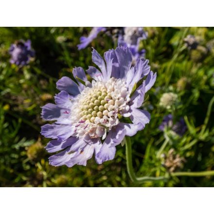 Scabiosa caucasica Perfecta Mid Blue - ördögszem