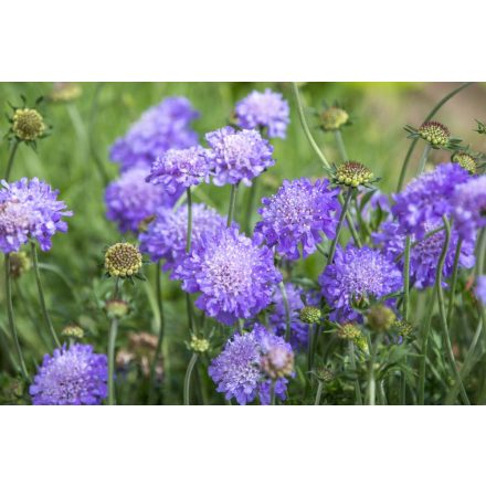 Scabiosa columbaria Butterfly Blue - ördögszem