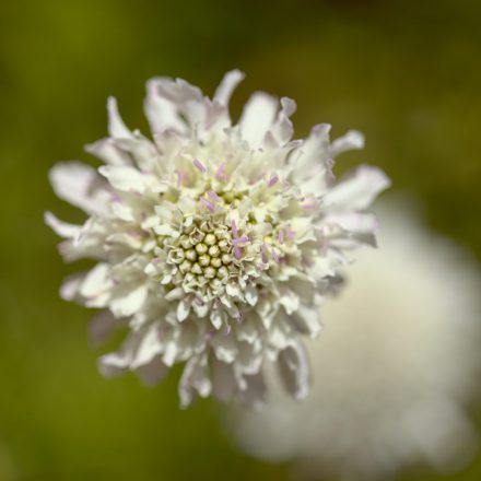 Scabiosa columbaria Kudo White - ördögszem