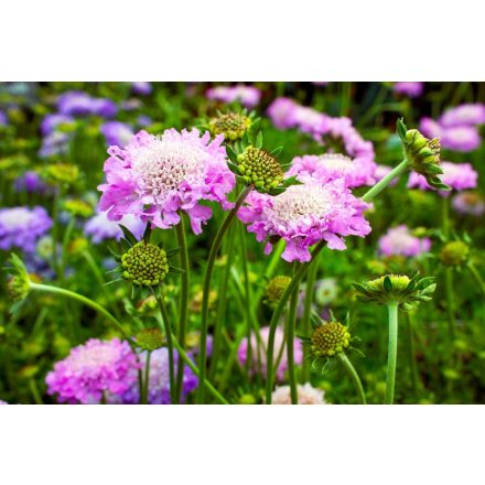 Scabiosa columbaria Pink Mist - ördögszem