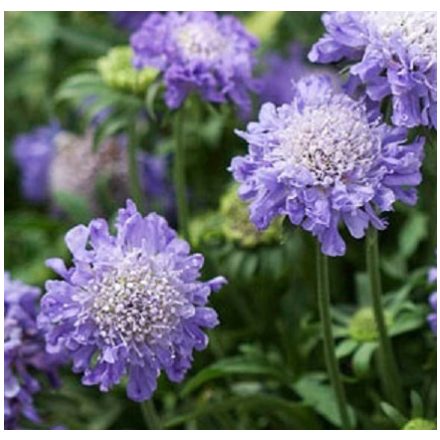 Scabiosa japonica Blue Note - japán ördögszem