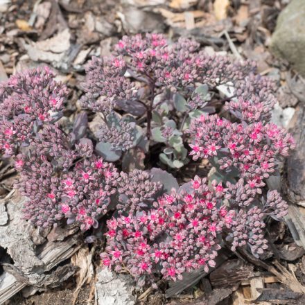 Sedum cauticola Lidakense - varjúháj