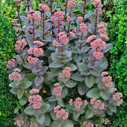 Sedum Jose Aubergine - varjúháj