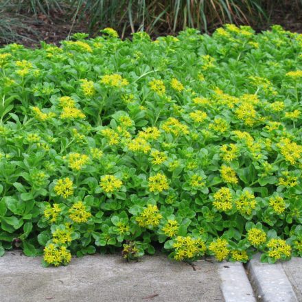 Sedum kamtschaticum var. ellacombeanum