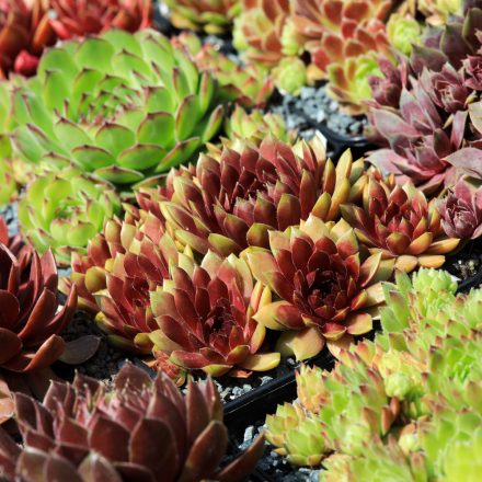 Sempervivum mix - kövirózsa mix