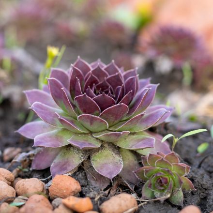 Sempervivum Rauer Kulm - kövirózsa