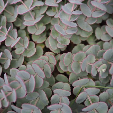 Sedum sieboldii - terézke