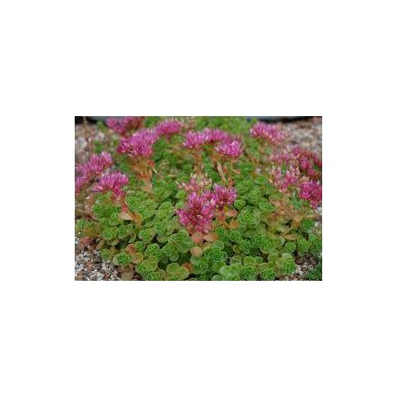 Sedum spurium Coccineum- kaukázusi varjúháj