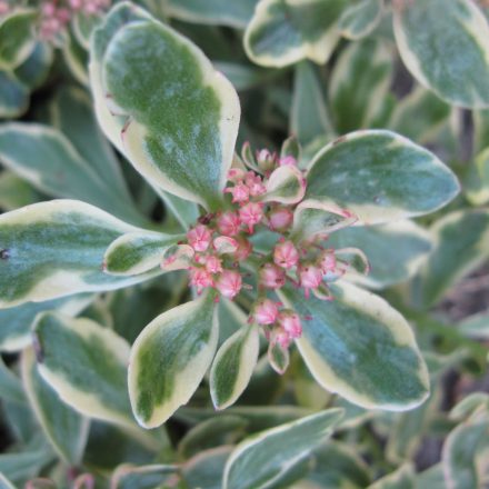 Sedum spurium Tricolor - kaukázusi varjúháj