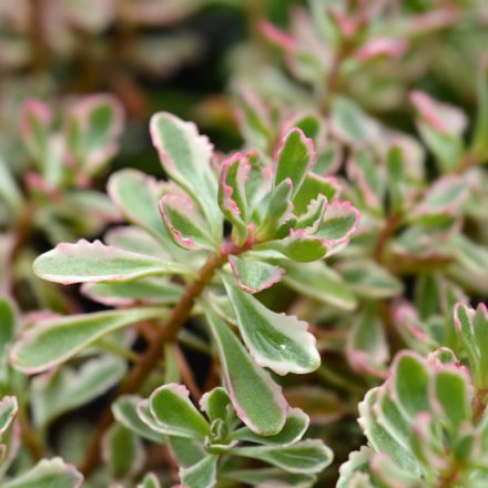 Sedum spurium Variegatum - kaukázusi varjúháj