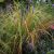 Stipa arundinaceae Sirocco - árvalányhaj