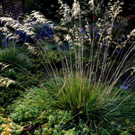 Stipa gigantea - óriás árvalányhaj