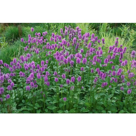 Stachys monieri Hummelo - nyuszifül, nagyvirágú tisztesfül