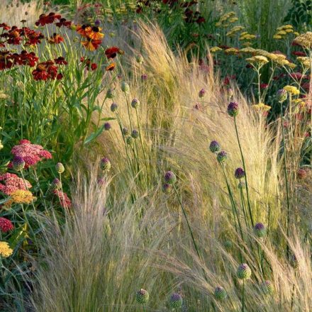 Stipa tenuissima Pony Tails - árvalányhaj