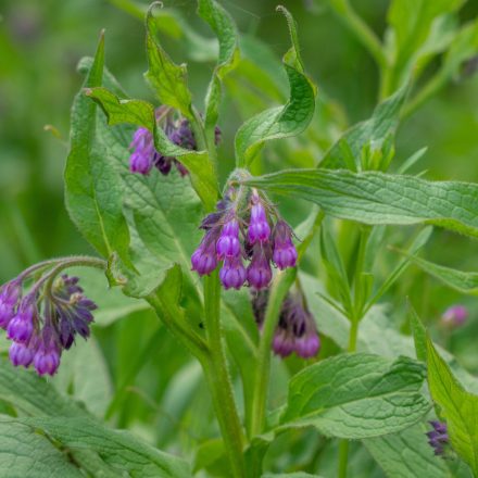 Symphytum grandiflorum - nagyvirágú nadálytő