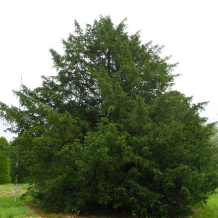 Taxus baccata - tiszafa