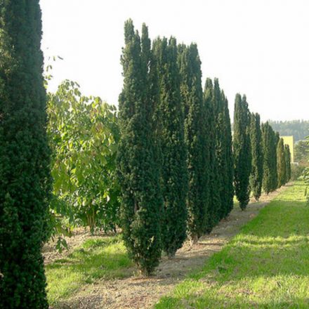 Taxus baccata Fastigiata Robusta - tiszafa