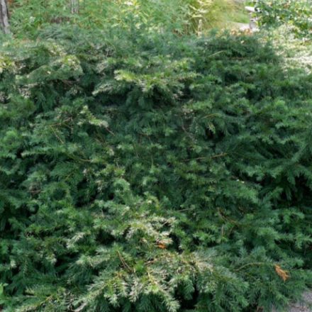 Taxus baccata Repandens - tiszafa