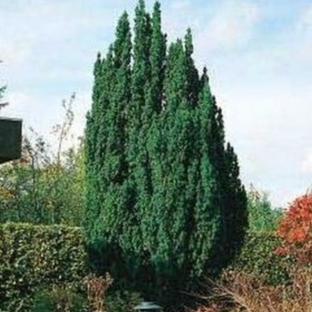 Taxus baccata Sövény - tiszafa