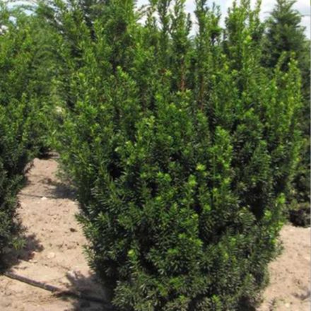 Taxus media Hicksii - tiszafa