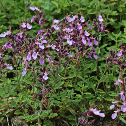 Teucrium chamaedrys - sarlós gamandor