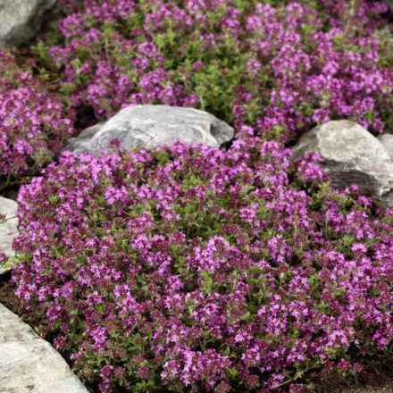 Thymus doerfleri Bressingham Seedling - kakukkfű