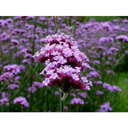 Verbena bonariensis - ernyős verbéna