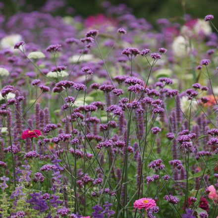 Verbena bonariensis Bonnie Blue - ernyős verbéna