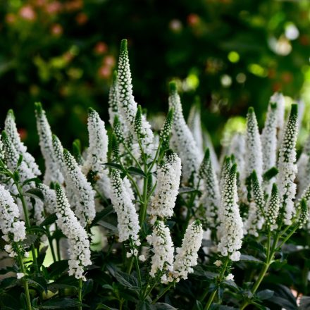 Veronica spicata First Lady® - veronika