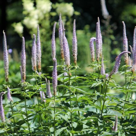 Veronicastrum virginicum Red Arrows - virginiai veronika