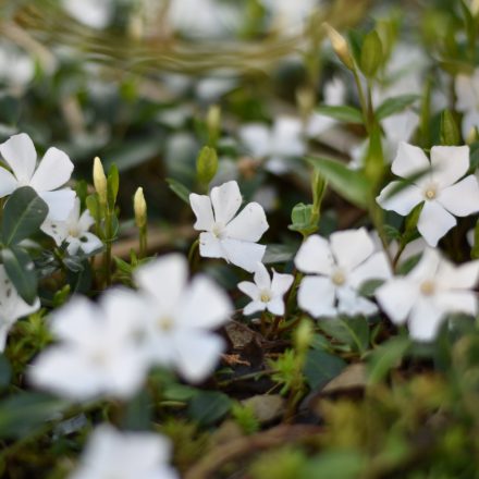 Vinca minor Gertrude Jekyll - kis télizöld meténg