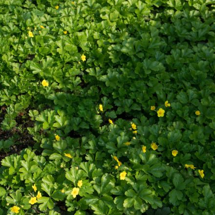 Waldsteinia ternata - indás berkipimpó