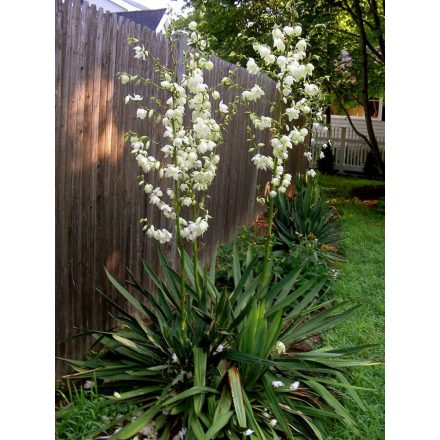 Yucca filamentosa- pálmaliliom