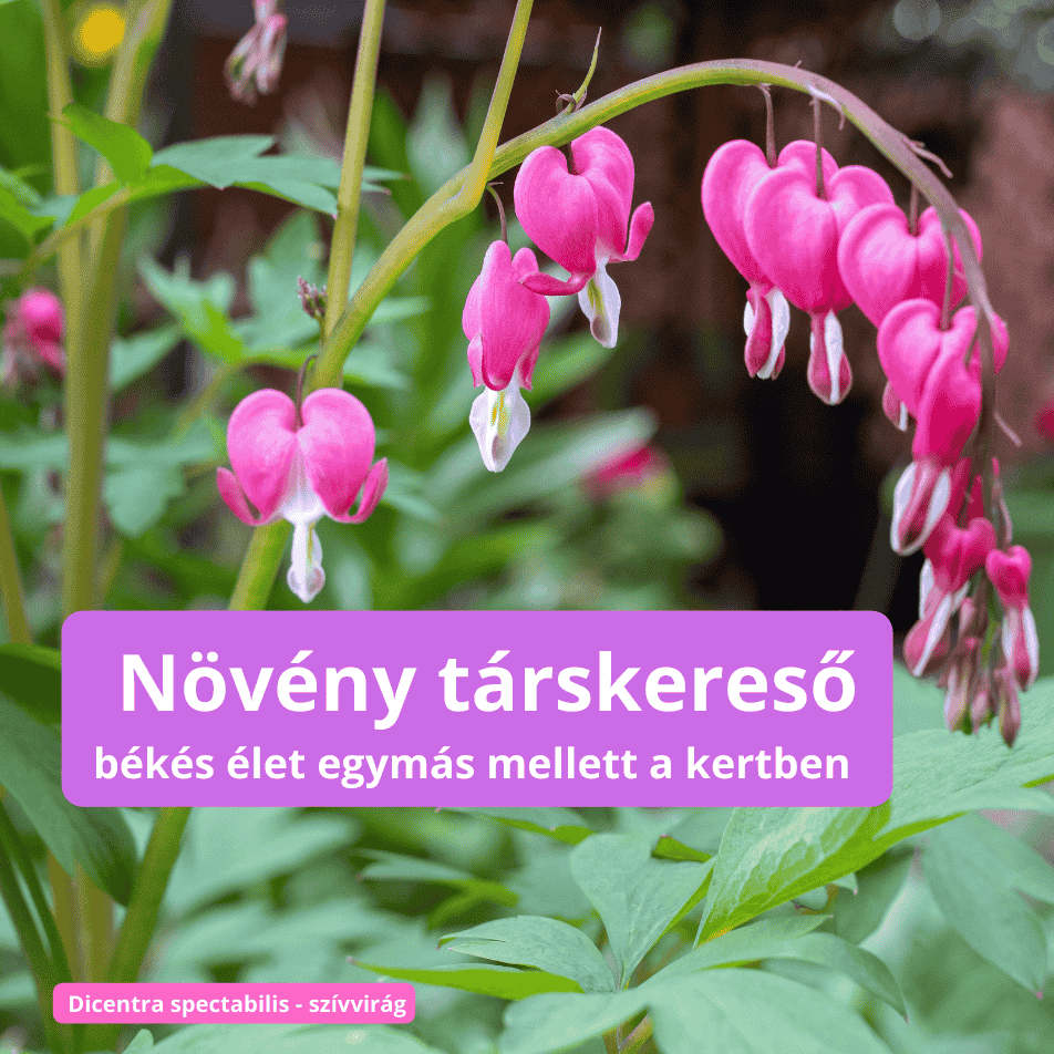 Növényi társkereső